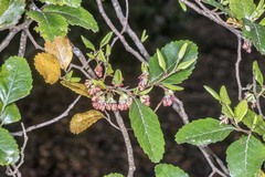 Nothofagus truncata