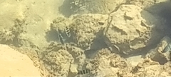 Abudefduf