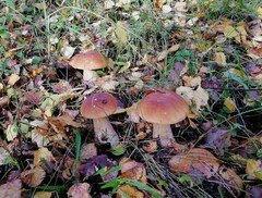 Boletus edulis