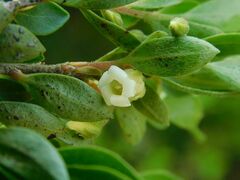Diospyros glabra