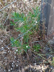 Myoporum insulare