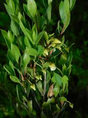 Diospyros glabra