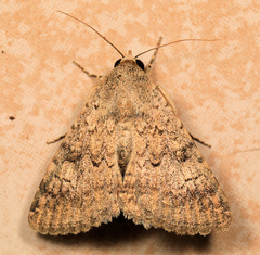 Pandesma robusta