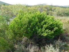 Diospyros glabra
