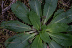 Solenogyne dominii