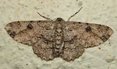 Ascotis reciprocaria