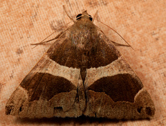 Dysgonia torrida