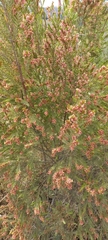 Passerina corymbosa