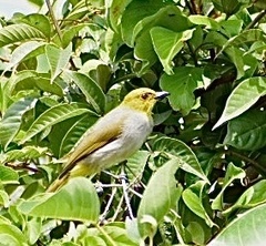 Pycnonotus xantholaemus