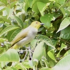 Pycnonotus xantholaemus