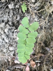 Adiantum philippense