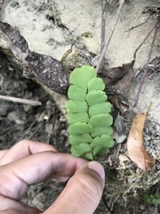 Adiantum philippense