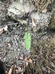 Adiantum philippense