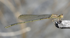Enallagma cardenium
