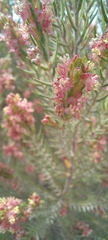 Passerina corymbosa