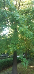 Quercus palustris