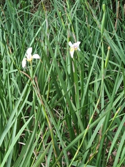 Dietes grandiflora