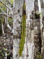 Pseudopanax crassifolius