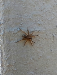 Pardosa pseudoannulata