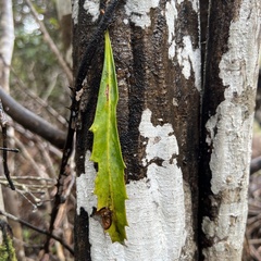 Pseudopanax crassifolius