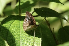 Tanaecia pelea