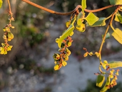 Muehlenbeckia adpressa