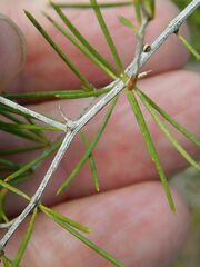 Asparagus retrofractus