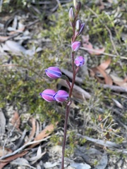 Thelymitra ixioides