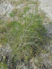 Asparagus retrofractus