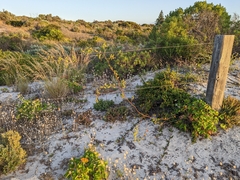Muehlenbeckia adpressa