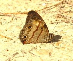 Cissia labe