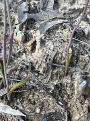 Thelymitra ixioides
