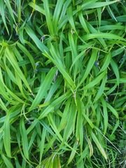 Dianella congesta