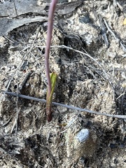 Thelymitra ixioides