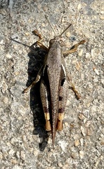 Xenocatantops humilis