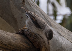 Daphoenositta chrysoptera