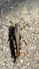 Xenocatantops humilis