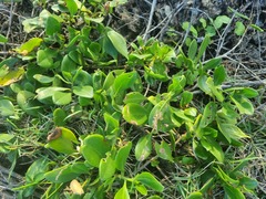 Myoporum boninense