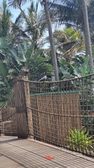 Corvus splendens splendens