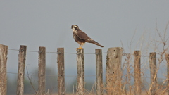 Falco femoralis