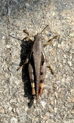 Xenocatantops humilis