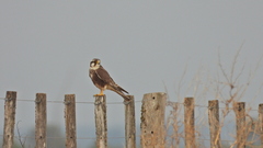 Falco femoralis