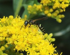Philanthus lepidus
