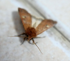 Xestia xanthographa