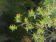 Metrosideros angustifolia