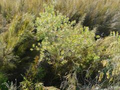 Metrosideros angustifolia