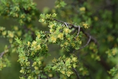 Pimelea serpyllifolia
