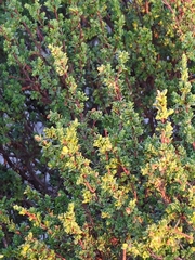 Pimelea serpyllifolia