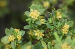 Pimelea serpyllifolia
