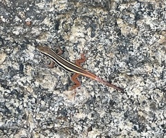 Ophisops leschenaultii